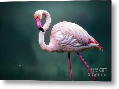 Birds Metal Print featuring the photograph Flamingo Artistry by DB Hayes