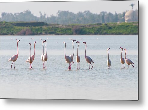 Flamingo Metal Print featuring the photograph Flamingo birds, walking and feeding in the lake by Michalakis Ppalis