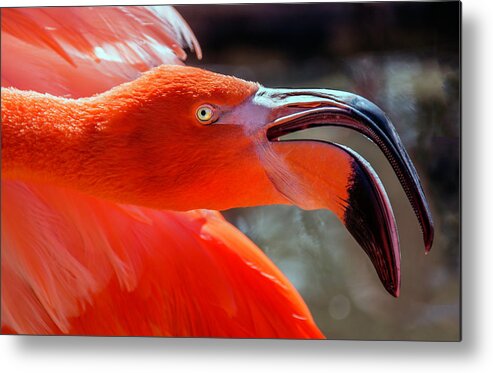 Flamingo Metal Print featuring the photograph Pink Flamingo by WAZgriffin Digital