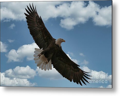 Eagle Metal Print featuring the photograph Flight by Veronica Batterson