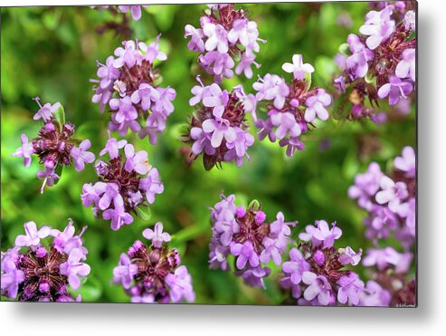 Thyme Metal Print featuring the photograph Floating Thyme by Weston Westmoreland