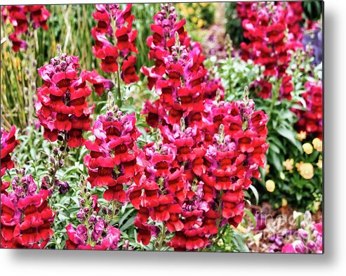 Vibrant Metal Print featuring the photograph Floral 35 #flower #bold #colorful by Andrea Anderegg
