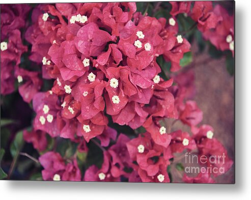 Pink Metal Print featuring the photograph Floral 44 #moody by Andrea Anderegg