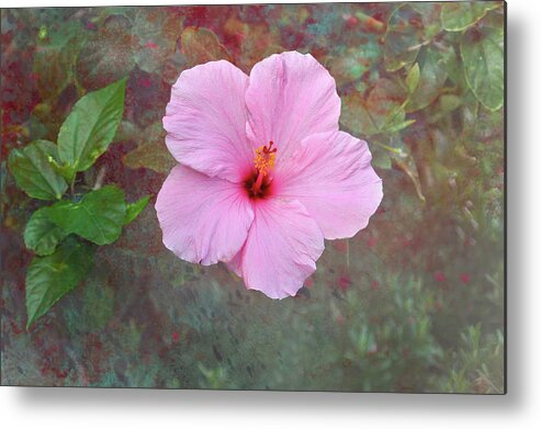 Pink Metal Print featuring the photograph Florida Pink Hibiscus by Paul Giglia