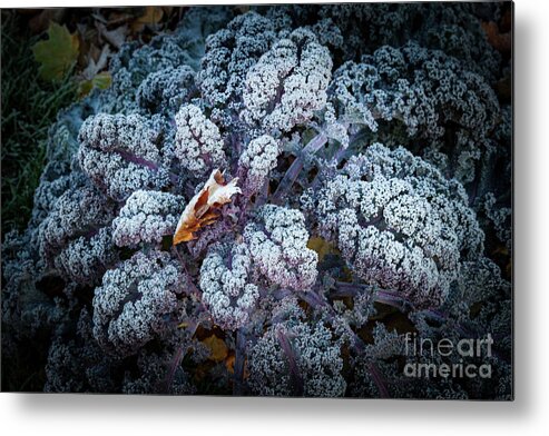 Kale Metal Print featuring the photograph Flower of the Frost by Marilyn Cornwell