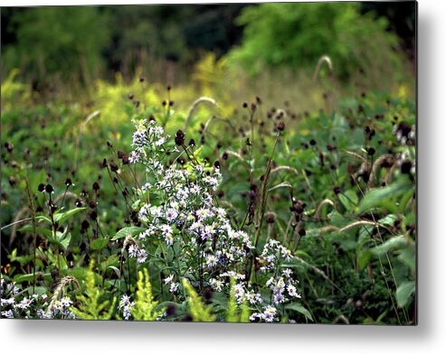 Flowers Metal Print featuring the photograph Flowers at the End of Summer by Christopher Reed