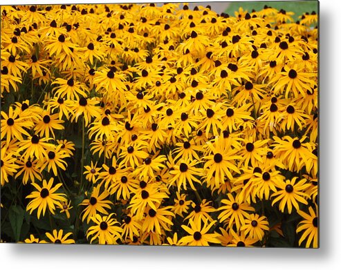 Yellow Metal Print featuring the photograph Flowers for You by James Cousineau