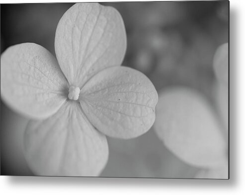 Nyc Metal Print featuring the photograph Flowers of NYC - Annabelle Hydrangea by Marlo Horne