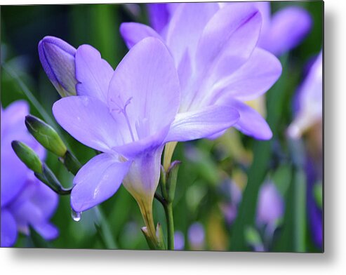 Freesia Metal Print featuring the photograph Flowers of SoCal - Freesia and Dew Drop by Gaby Ethington