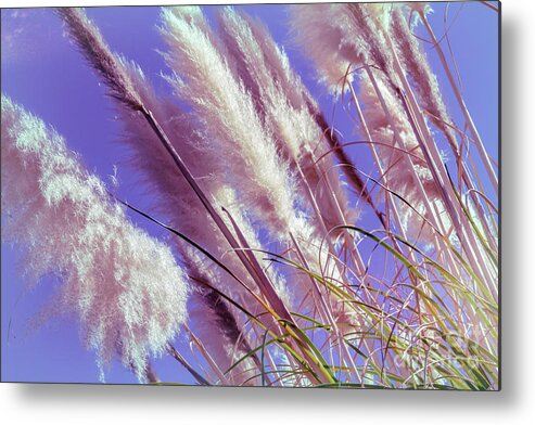 Angle Metal Print featuring the photograph Fluffy Pampas Grass in Pink by Roslyn Wilkins