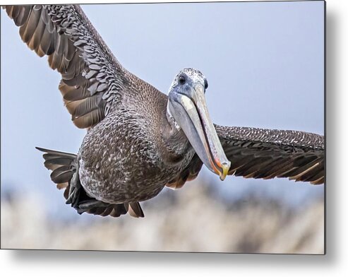  Metal Print featuring the photograph Flying Brown Pelican #2 by Carla Brennan
