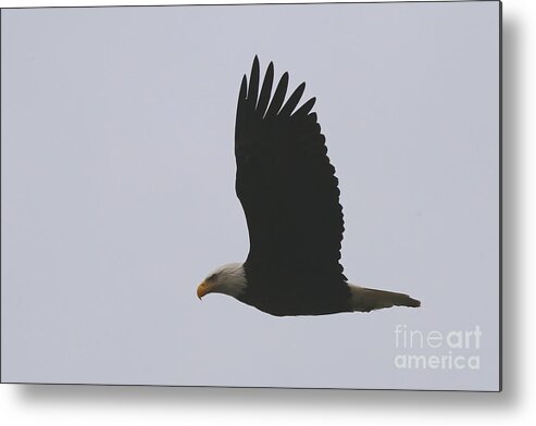 Bald Eagle Metal Print featuring the photograph Flying Proud by fototaker Tony