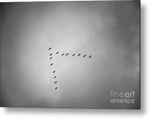Birds Metal Print featuring the photograph Flying V by Daniel M Walsh