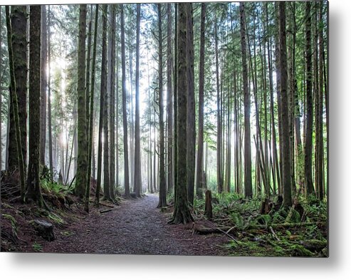 Landscape Metal Print featuring the photograph Fog and Sun Through The Old Growth by Allan Van Gasbeck