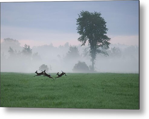 Whitetail Deer Metal Print featuring the photograph Foggy Fawns by Brook Burling