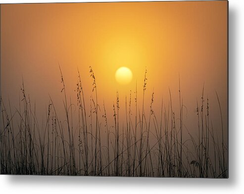 Foggy Morning Sunrise Metal Print featuring the photograph Foggy Morning Sunrise by Allen Carroll