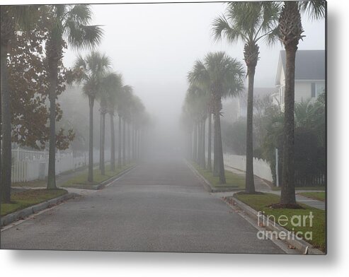 Fog Metal Print featuring the photograph Foggy Row of Palms by Dale Powell