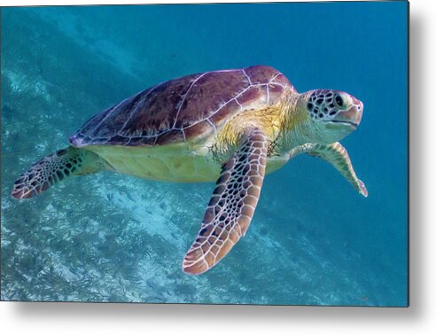 Animals Metal Print featuring the photograph Follow Me by Lynne Browne