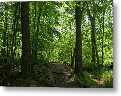 Forest Bathing Metal Print featuring the photograph Forest Bathing - Woodland Path for a Healing Immersion in Nature by Georgia Mizuleva
