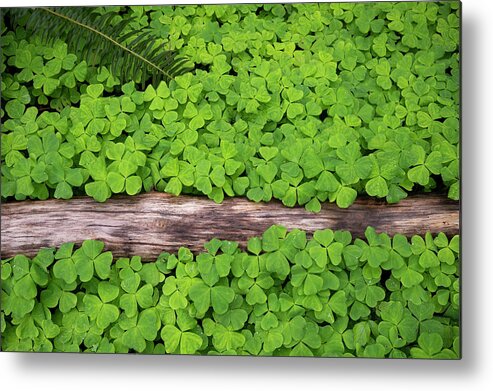 Forest Clover Oregon Spring Groundcover Fern Green Metal Print featuring the photograph Forest Carpet by Andrew Kumler