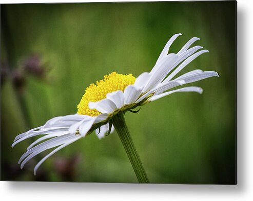 Daisy Metal Print featuring the photograph Forest Daisy by Bob Decker