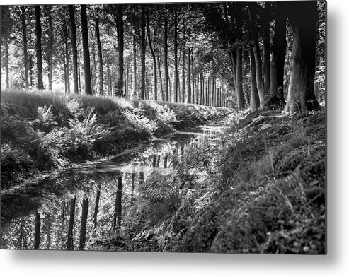 Black&white Metal Print featuring the photograph Forest by MPhotographer