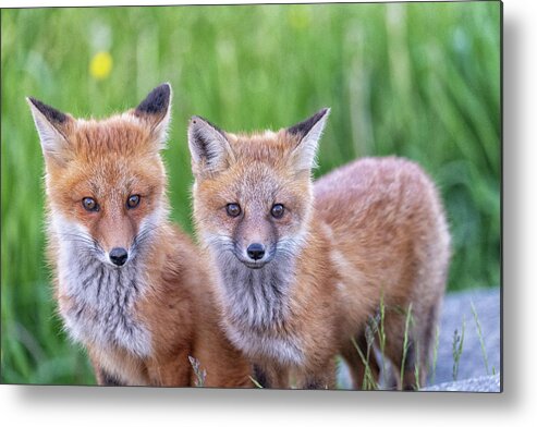 Fox Metal Print featuring the photograph Fox by Bob Doucette