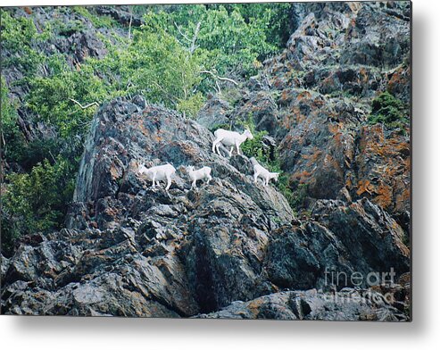 Alaska Metal Print featuring the digital art Four Mountain Goats by Doug Gist