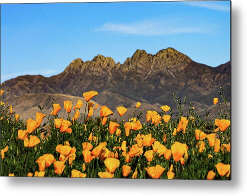 Four Peaks Metal Print featuring the photograph Four Peaks in Spring by Bonny Puckett