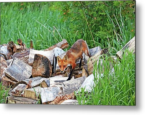 Fox Metal Print featuring the photograph Fox In The Woodpile by Debbie Oppermann