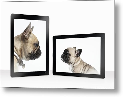 Pets Metal Print featuring the photograph French bulldog mother and pup greet on-line by Andrew Bret Wallis