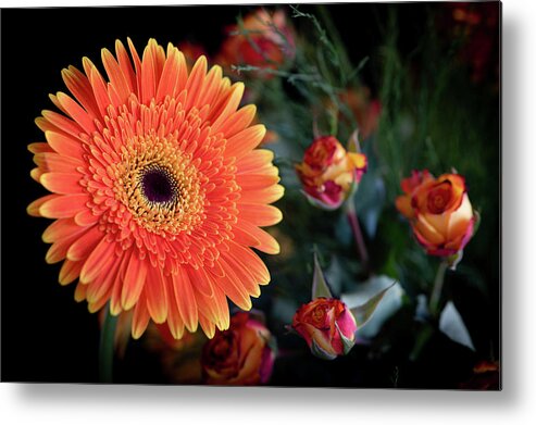 Daisies Metal Print featuring the photograph Fresh beautiful orange daisy flower blossom. Blooming flower by Michalakis Ppalis