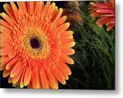 Gerbera Jamesonii Metal Print featuring the photograph Fresh blooming Daisy flower  by Michalakis Ppalis
