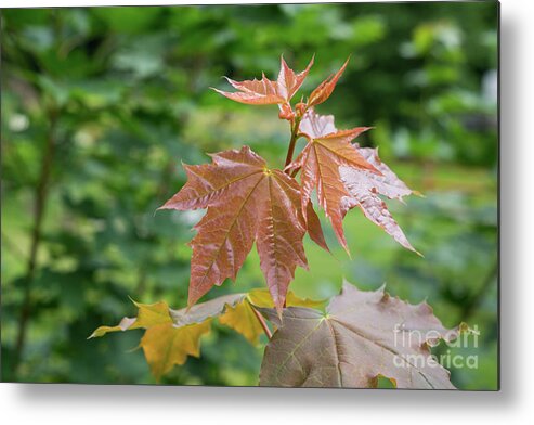 Maple Metal Print featuring the photograph Fresh maple leaves by Adriana Mueller