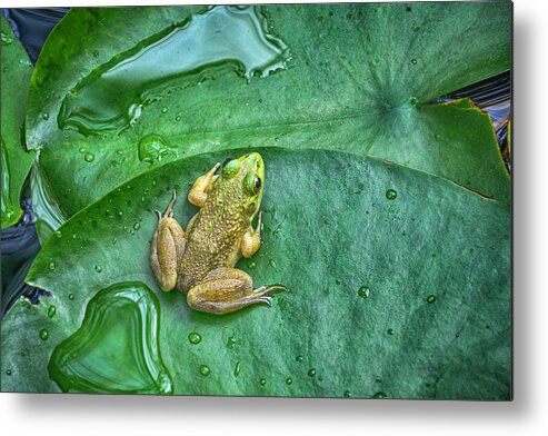 Frog Metal Print featuring the photograph Frog on a Pad by WAZgriffin Digital