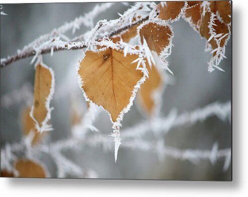 Frosty Birch Leaf Metal Print featuring the photograph Frosty Birch Leaf by Brook Burling