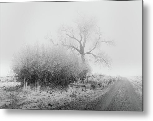 Nature Metal Print featuring the photograph Frosty Cottonwood in Fog - Monochrome by Mike Lee