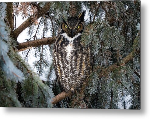Great Horned Owl Metal Print featuring the photograph Frosty Pines by James Overesch