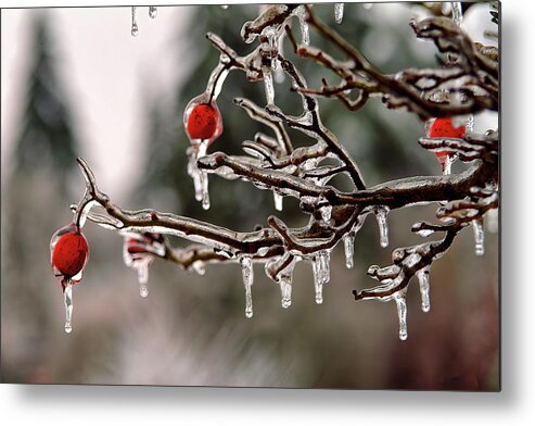 Winter Metal Print featuring the photograph Frozen Apples by Larey McDaniel