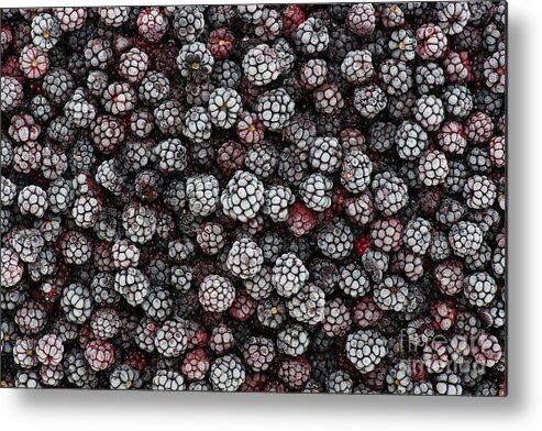 Frozen Blackberries Metal Print featuring the photograph Frozen Foraged Wild Blackberries by Tim Gainey