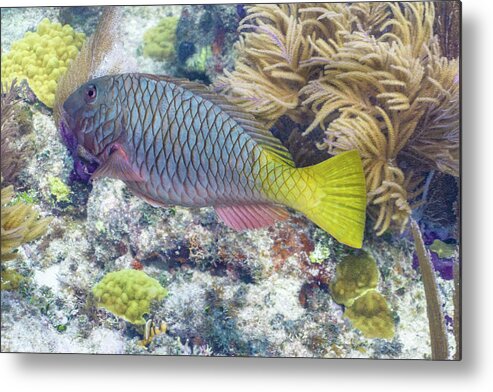 Fish Metal Print featuring the photograph Fully Armored by Lynne Browne