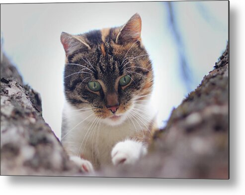Liza Metal Print featuring the photograph Funny animal head. Suprised face of felis catus domesticus who sits on cherry tree and look down. Soft light. Colored animal head with green eyes. Expression as what the hell is it by Vaclav Sonnek
