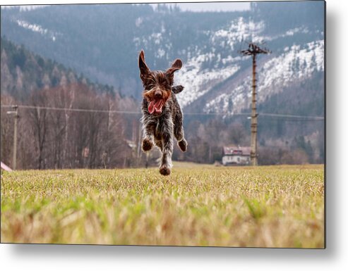 Bohemian Wire Metal Print featuring the photograph Funy face of bitch Hound- Bohemian Wire Haired Pointing Griffon by Vaclav Sonnek
