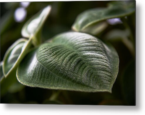 Macro Plant Metal Print featuring the photograph Furry Fern by Jim Signorelli