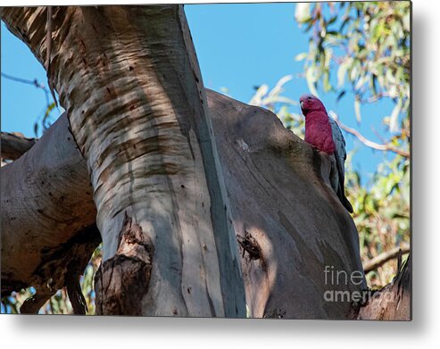 Phillip Island Metal Print featuring the photograph Galah Cockatoo by Bob Phillips