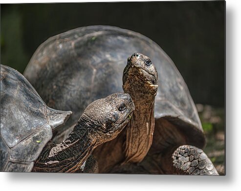 Giant Tortoises Metal Print featuring the photograph Galapagos giant tortoises by Henri Leduc