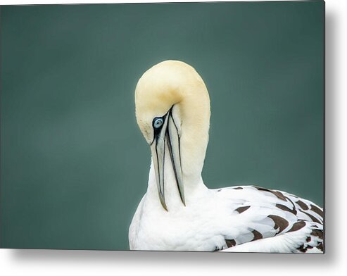 Gannet Metal Print featuring the photograph Gannet Looking Down by Gareth Parkes