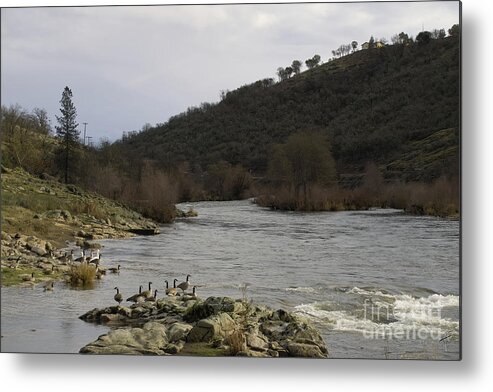 Geese Metal Print featuring the photograph Geese on the Rouge River III by Theresa Fairchild