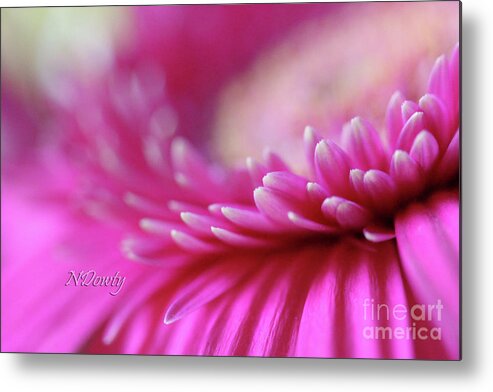 Gerber Daisy Pink Metal Print featuring the photograph Gerber Daisy Pink by Natalie Dowty