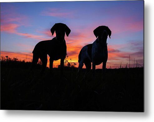 German Shorthaired Metal Print featuring the photograph German Shorthaired Pointers by Brook Burling